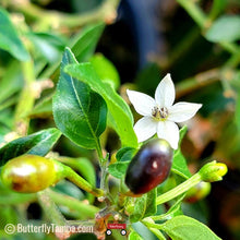 Load image into Gallery viewer, Bird Pepper - Capsicum annuum (1 gal.)
