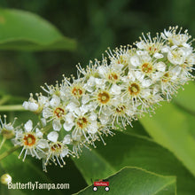 Load image into Gallery viewer, Black Cherry Tree - Prunus serotina (3 Gal.)
