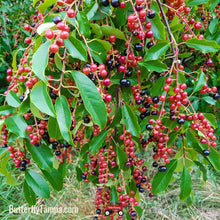 Load image into Gallery viewer, Black Cherry Tree - Prunus serotina (3 Gal.)