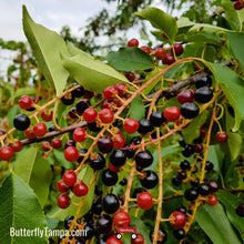 Load image into Gallery viewer, Black Cherry Tree - Prunus serotina (3 Gal.)
