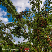 Load image into Gallery viewer, Black Cherry Tree - Prunus serotina (3 Gal.)
