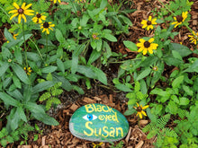 Load image into Gallery viewer, Black Eyed Susan - Rudbeckia hirta var. Floridana (1 gal.)