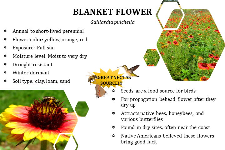 Blanket flower colors sale