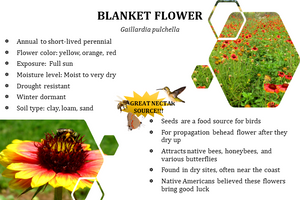 Blanket Flower - Gaillardia pulchella (1 gal.)