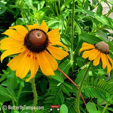 Load image into Gallery viewer, Black Eyed Susan - Rudbeckia hirta var. Floridana (1 gal.)