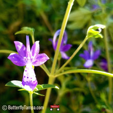 Load image into Gallery viewer, Blue Curls - Trichostema dichotomum (1 gal.)