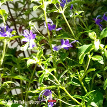 Load image into Gallery viewer, Blue Curls - Trichostema dichotomum (1 gal.)