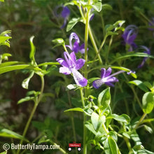 Load image into Gallery viewer, Blue Curls - Trichostema dichotomum (1 gal.)