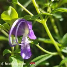 Load image into Gallery viewer, Blue Curls - Trichostema dichotomum (1 gal.)