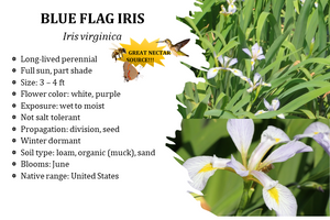 Blue Flag Iris - Iris virginica