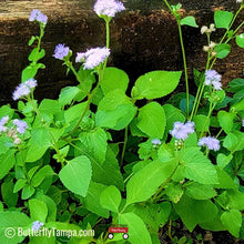 Load image into Gallery viewer, Blue Mistflower - Conoclinium coelestinum - (1 gal.)