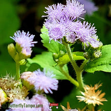Load image into Gallery viewer, Blue Mistflower - Conoclinium coelestinum - (1 gal.)