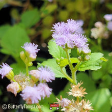 Load image into Gallery viewer, Blue Mistflower - Conoclinium coelestinum - (1 gal.)