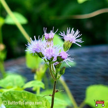 Load image into Gallery viewer, Blue Mistflower - Conoclinium coelestinum - (1 gal.)