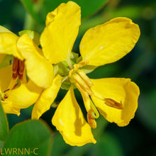 Load image into Gallery viewer, Privet Cassia - Senna ligustrina