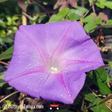 Load image into Gallery viewer, Blue Morning Glory - Ipomoea indica (1 gal.)