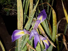 Load image into Gallery viewer, Blue Flag Iris - Iris virginica
