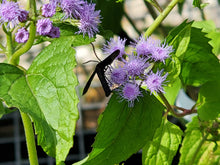 Load image into Gallery viewer, Blue Mistflower - Conoclinium coelestinum - (1 gal.)