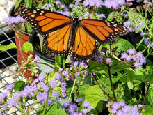 Load image into Gallery viewer, Blue Mistflower - Conoclinium coelestinum - (1 gal.)