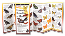 Load image into Gallery viewer, Common Butterflies of Florida Guide