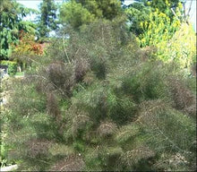 Load image into Gallery viewer, Bronze Fennel - Foeniculum vulgare purpureum (1 Gal.)