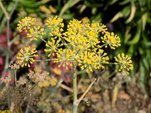 Load image into Gallery viewer, Bronze Fennel - Foeniculum vulgare purpureum (1 Gal.)