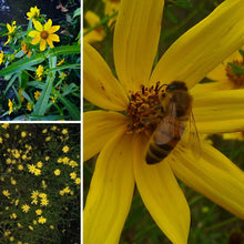 Load image into Gallery viewer, Burr Marigold- Bidens mitis