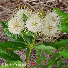 Load image into Gallery viewer, Buttonbush - Cephalanthus occidentalis