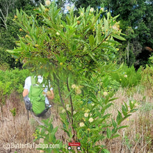Load image into Gallery viewer, Buttonbush - Cephalanthus occidentalis
