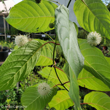 Load image into Gallery viewer, Buttonbush - Cephalanthus occidentalis
