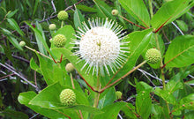 Load image into Gallery viewer, Buttonbush - Cephalanthus occidentalis