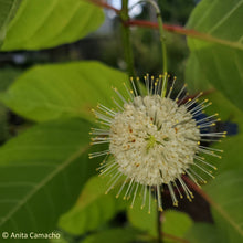 Load image into Gallery viewer, Buttonbush - Cephalanthus occidentalis