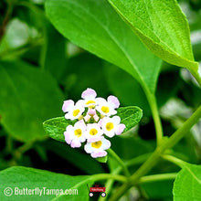 Load image into Gallery viewer, Buttonsage Lantana - Lantana involucrata