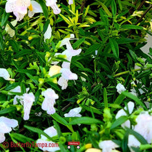 Load image into Gallery viewer, Calamint - Calamintha ashei