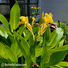 Load image into Gallery viewer, Yellow Canna - Canna flaccida (1 Gal.)

