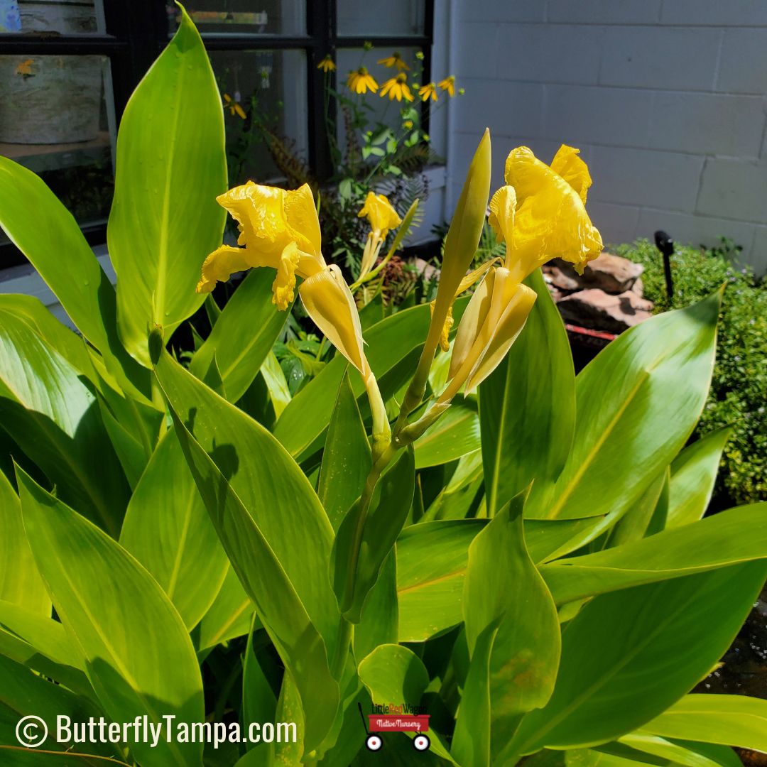 canna lily yellow flower Yellow Canna