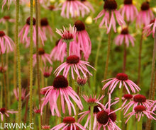Load image into Gallery viewer, Pale Purple Coneflower - Echinacea pallida (1 gal.)