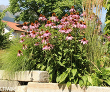 Load image into Gallery viewer, Pale Purple Coneflower - Echinacea pallida (1 gal.)