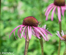 Load image into Gallery viewer, Pale Purple Coneflower - Echinacea pallida (1 gal.)