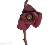 Load image into Gallery viewer, Pawpaw Tree - Asimina Triloba