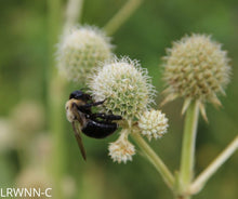 Load image into Gallery viewer, Button Rattlesnake Master - Eryngium yuccifolium