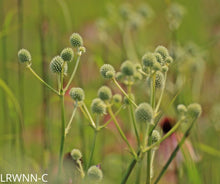 Load image into Gallery viewer, Button Rattlesnake Master - Eryngium yuccifolium