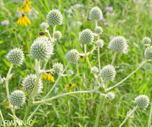 Load image into Gallery viewer, Button Rattlesnake Master - Eryngium yuccifolium