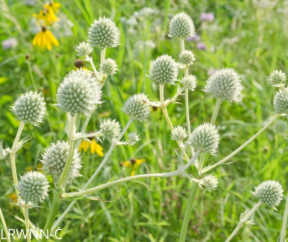 Button Rattlesnake Master Eryngium yuccifolium Little Red Wagon