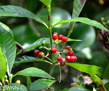 Load image into Gallery viewer, Dwarf Shiny Leaf Coffee - Psychotria nervosa var.