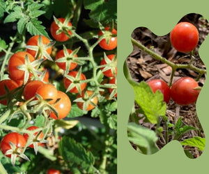 Everglades Tomato - Solanum pimpinellifolium (1 gal.)