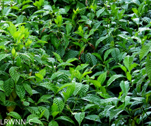 Load image into Gallery viewer, Dwarf Shiny Leaf Coffee - Psychotria nervosa var.
