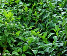 Load image into Gallery viewer, Dwarf Shiny Leaf Coffee - Psychotria nervosa var.
