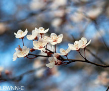 Load image into Gallery viewer, Flatwoods Plum - Prunus umbellata