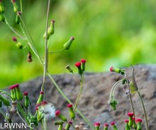 Load image into Gallery viewer, Florida Tasselflower - Emilia fosbergii (1 gal.)